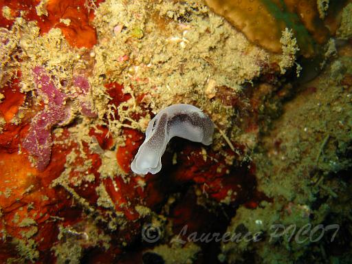 Chelidonura amoena 3.JPG - Philippines îles Calamian